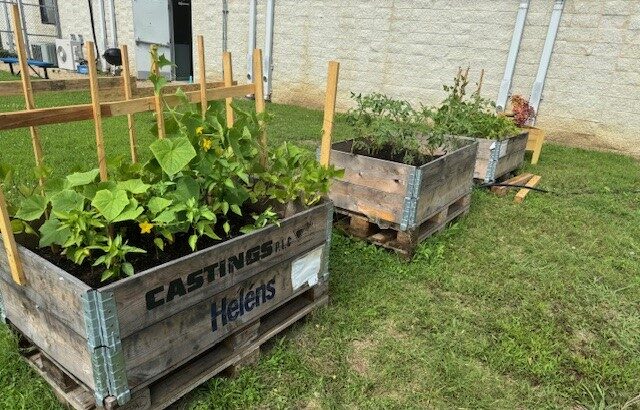 From Pallets to Peppers: CLI Columbus’ Garden Project Grows with Collaboration